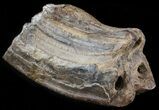 Pleistocene Aged Fossil Horse Tooth - South Carolina #45060-1